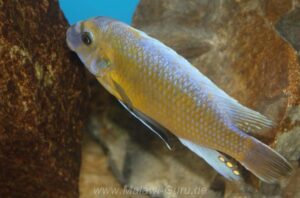 Labeotropheus trewavasae 'Chirwa Island'